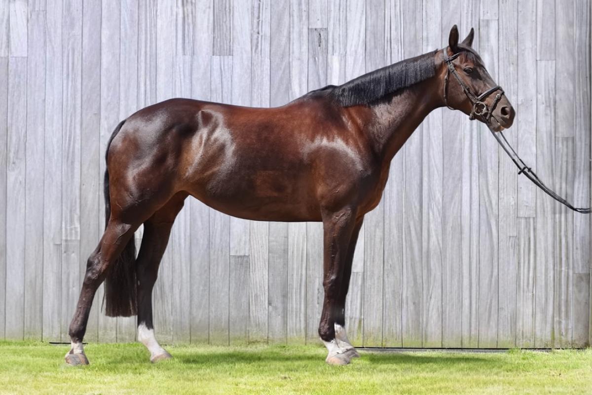 paard-paard-ramona-110510-1-164035.jpeg