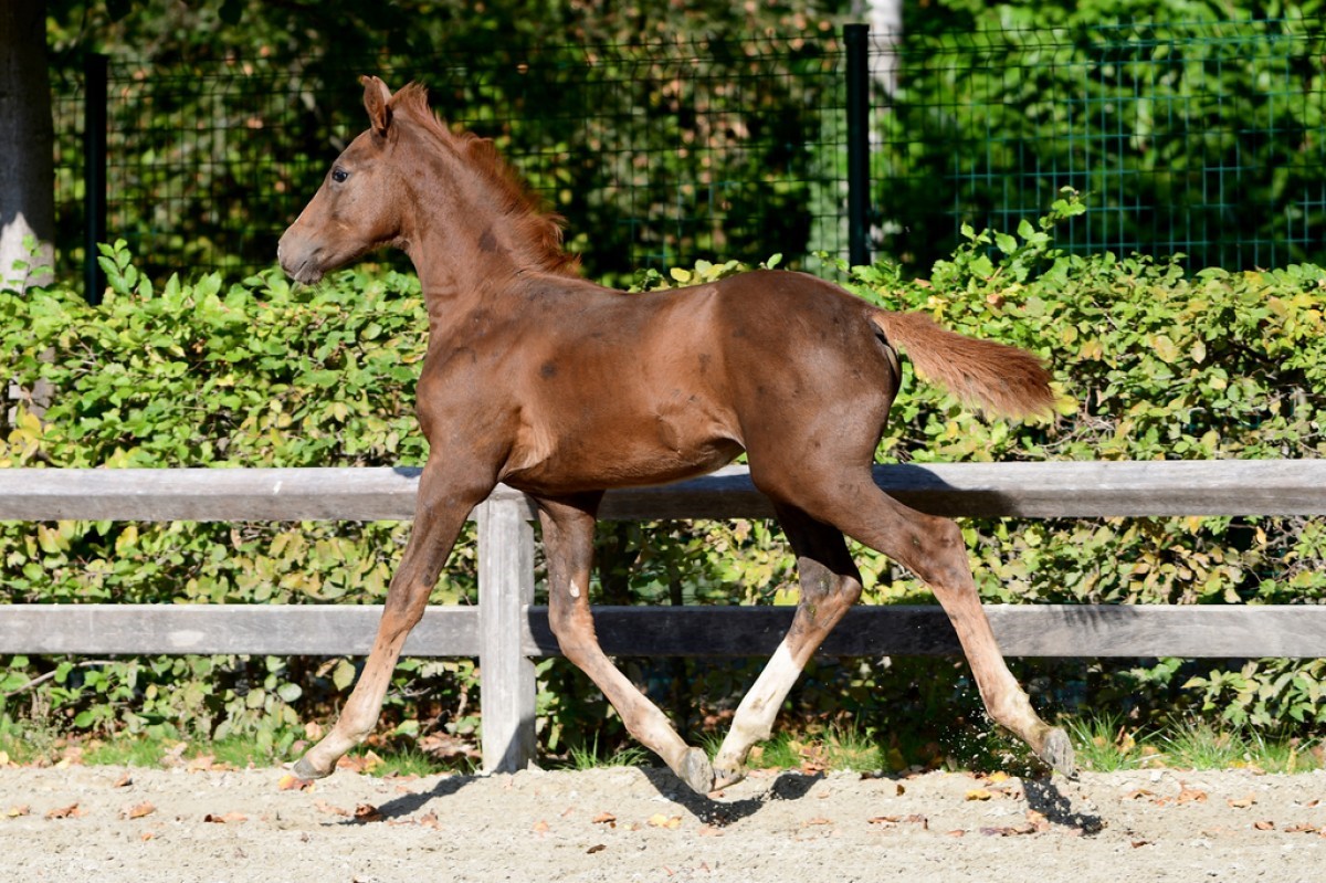 paard-soleil-hippo.jpg