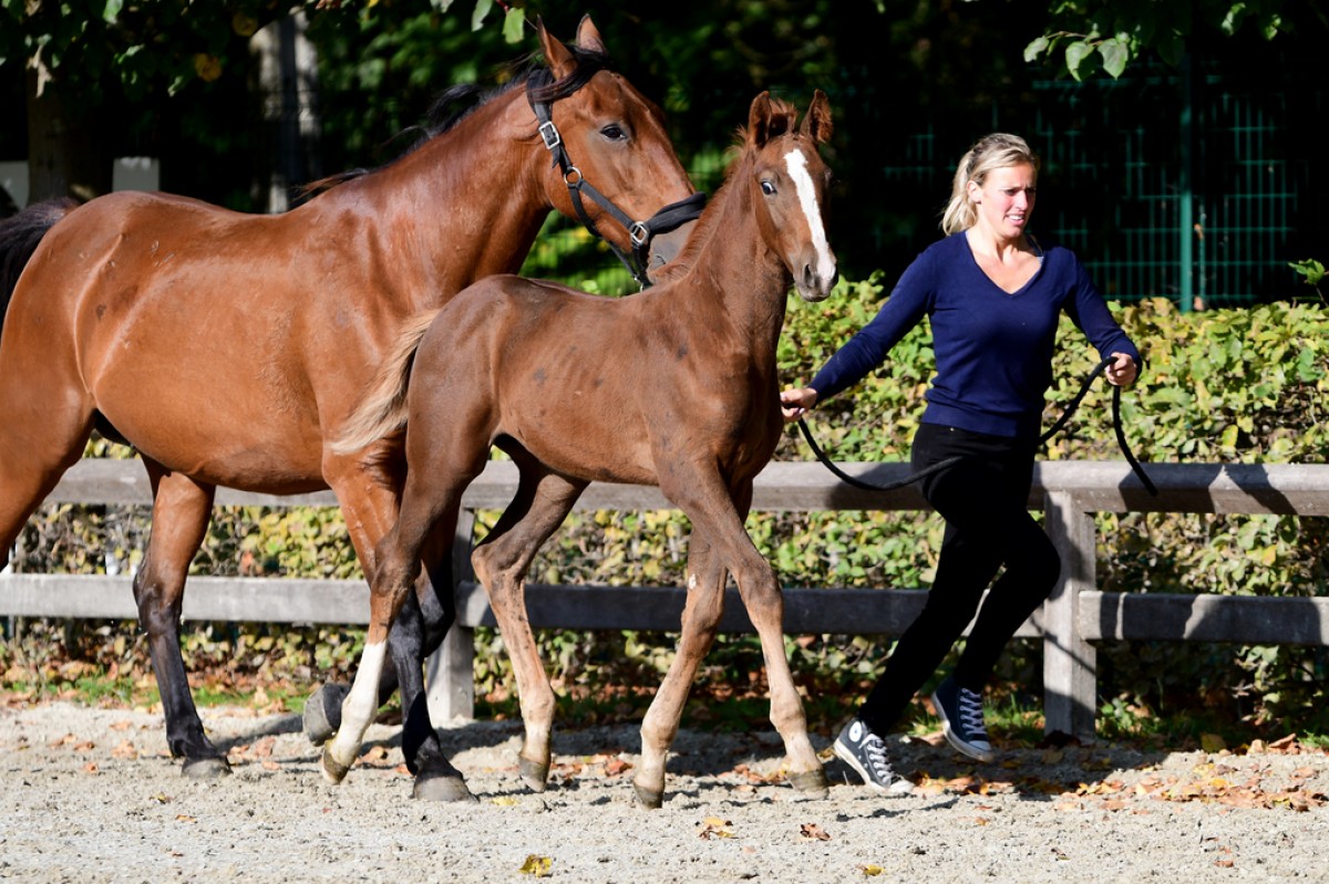 paard-soleil-optimus-foto-met-moeder.jpg