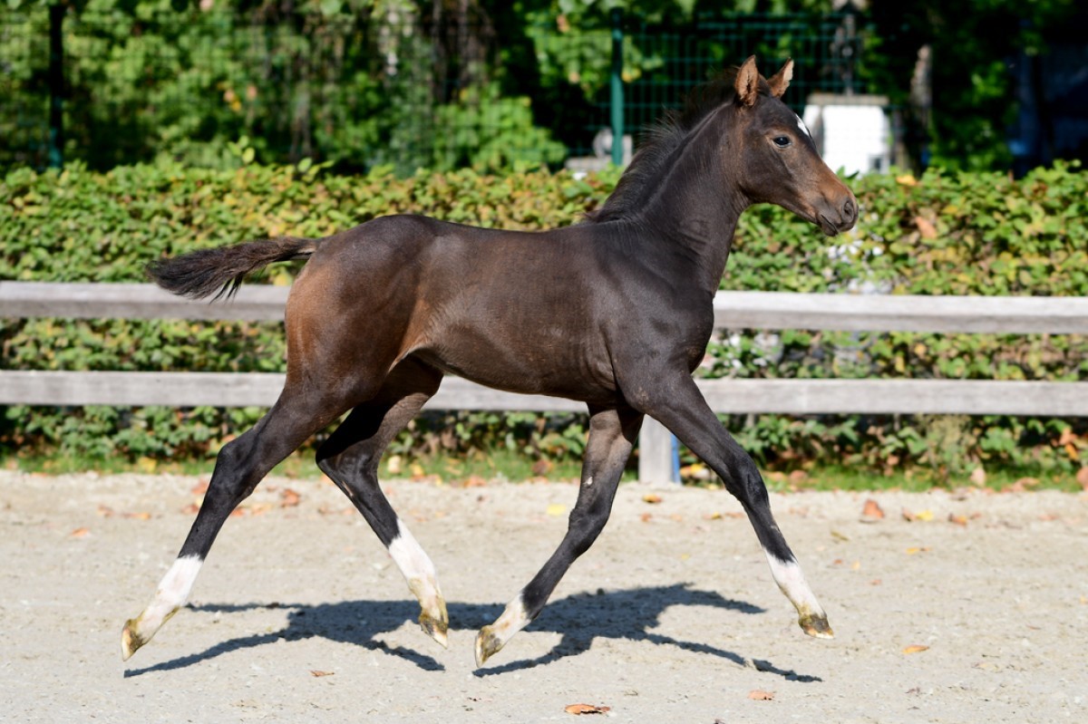 paard-source-optima-hippochamp-135647.jpg