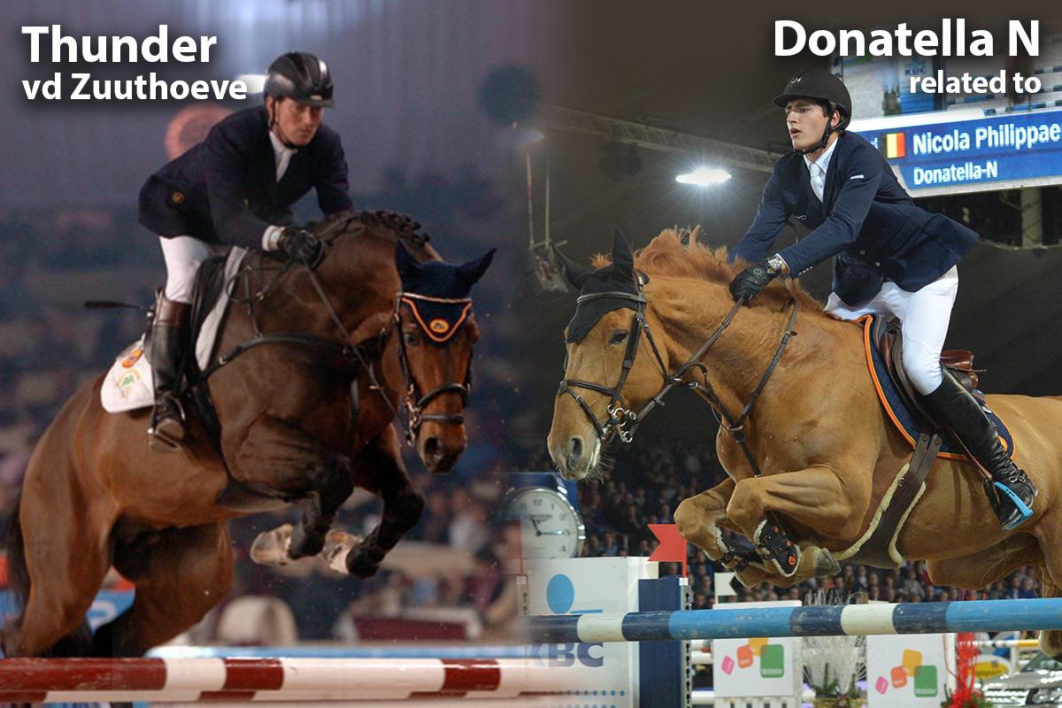 paard-thunder-vd-zuuthoeve-x-donatella-n-rlated-to-121145.jpg