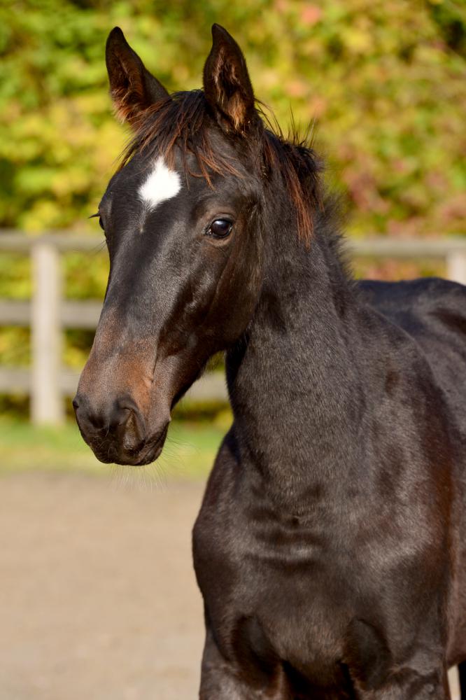 paard-tsarina-bew20191031-ga74555.jpg