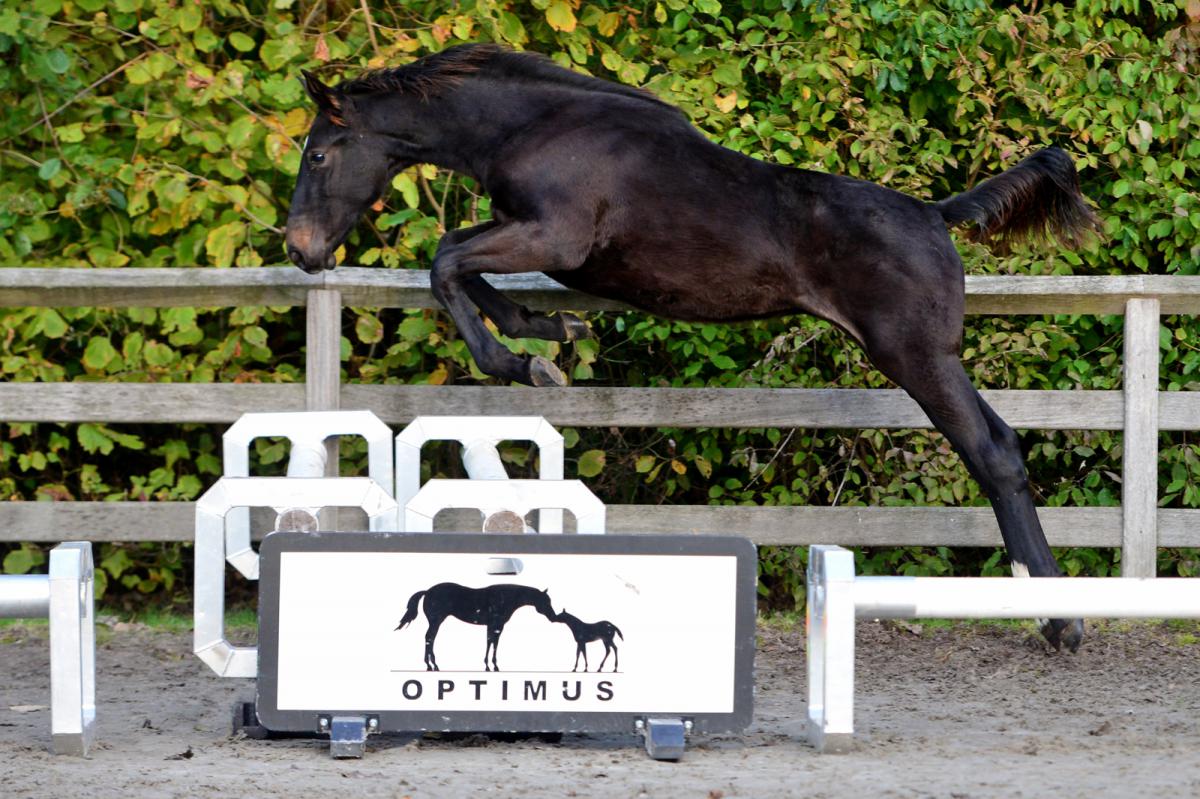 paard-tsarina-bew20191031-ga75191-165352.jpg