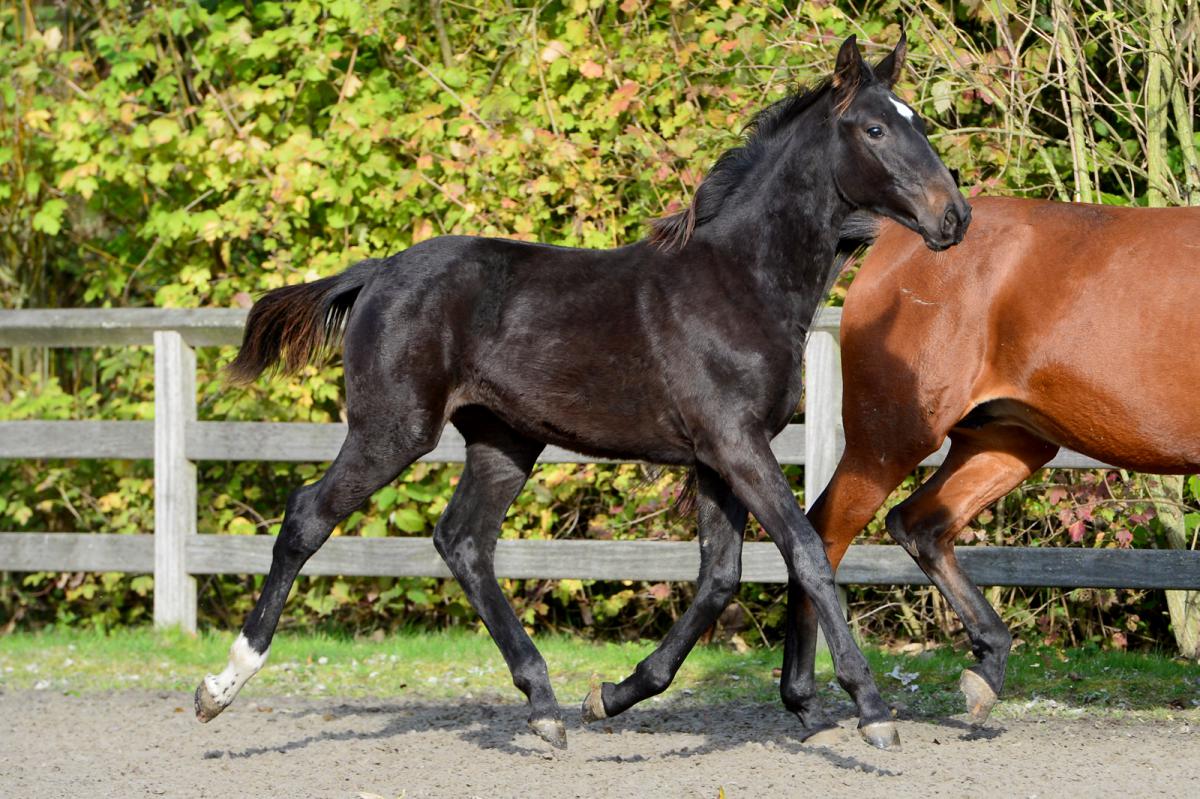 paard-tsarina-brw20191031-ga74568.jpg