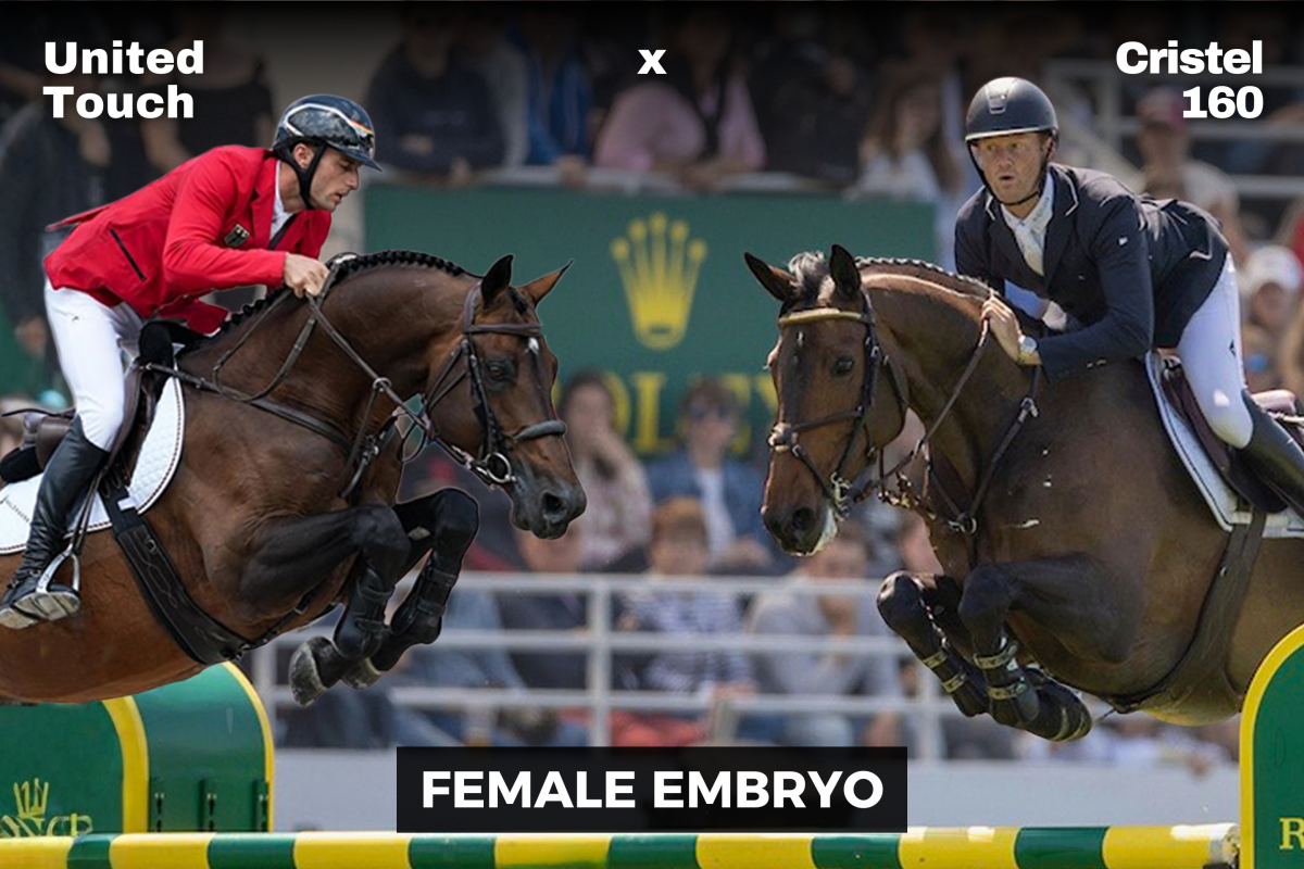 paard-united-touch-x-cristel-female.png