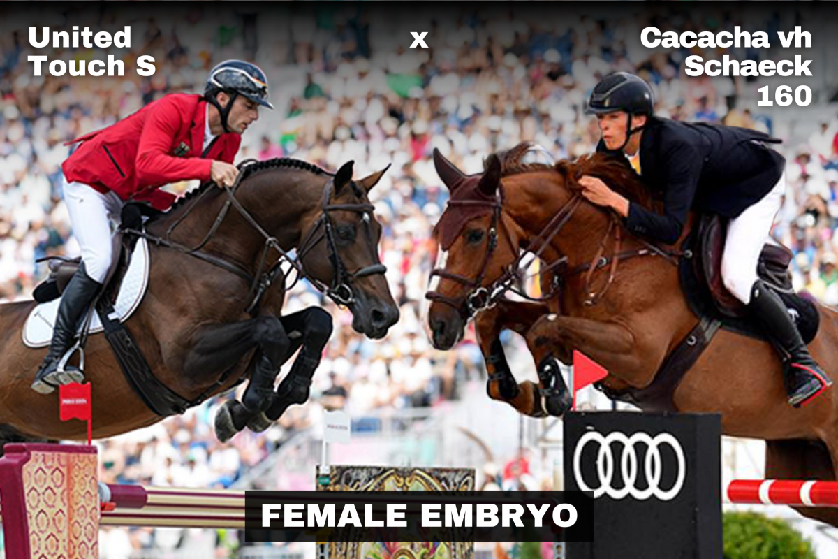 paard-united-x-cacacha-female.png