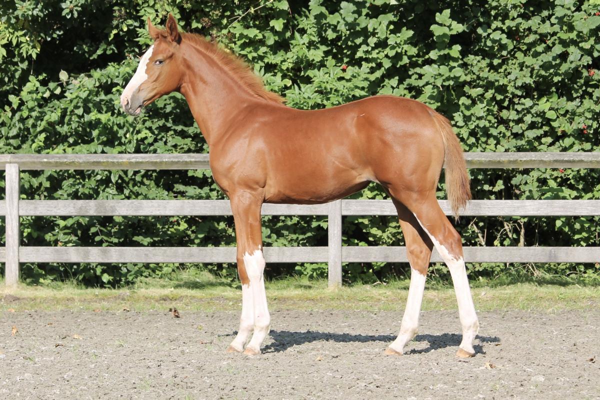 paard-vera2-000819.jpg