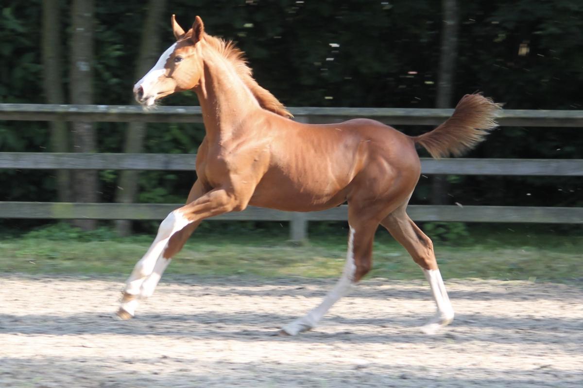 paard-vera4.jpg