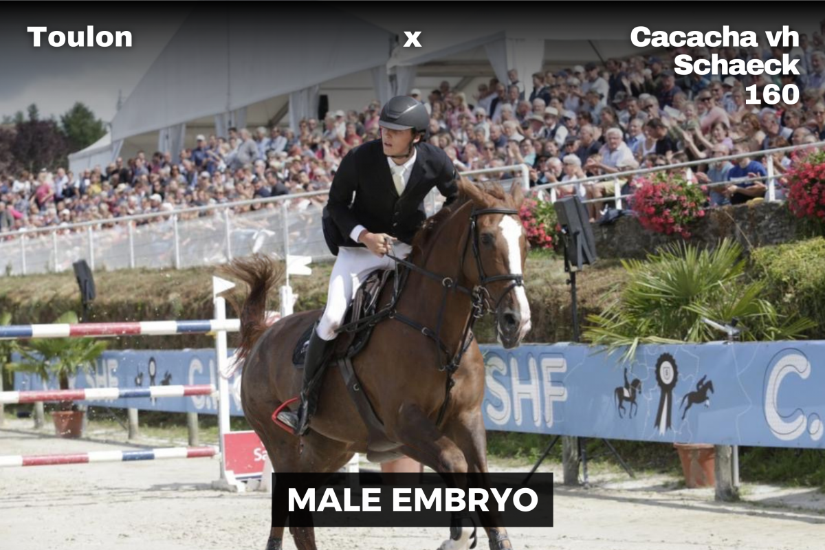 paard-zirocco-blue-6-212726.png